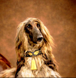@shagy_afghanhound Shagy Afganský chrt 